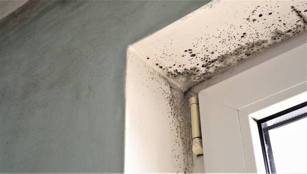 Best Forensic Mold Investigation  in Roxborough Park, CO