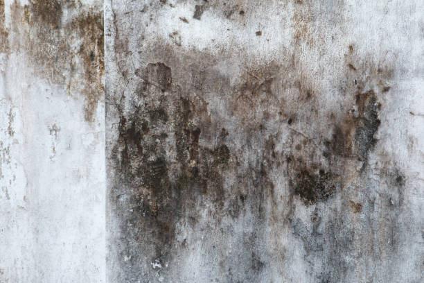 Best Comprehensive Air Testing for Mold Contaminants  in Roxborough Park, CO