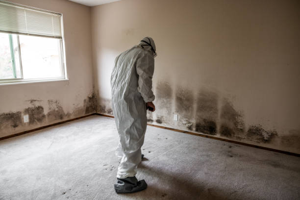 Best Environmental Consulting for Mold Prevention  in Roxborough Park, CO