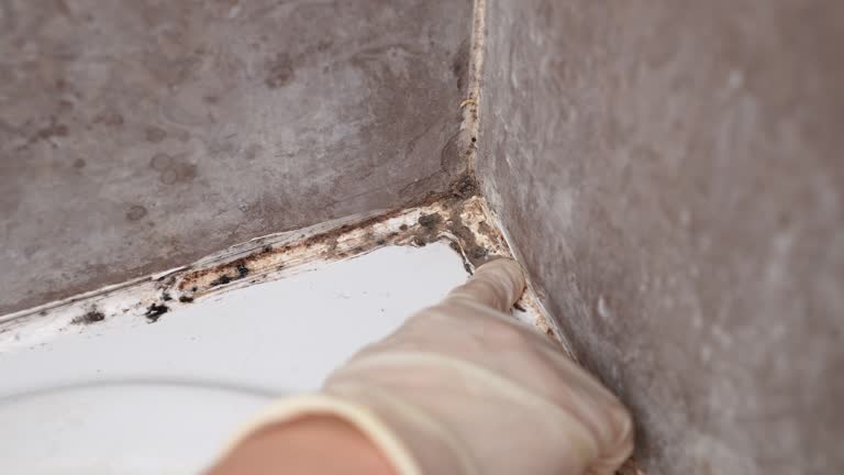 Best Commercial Mold Inspection  in Roxborough Park, CO