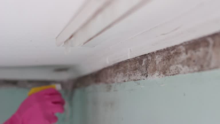 Best Industrial Mold Remediation  in Roxborough Park, CO